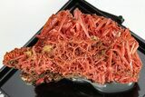 Bright Orange Crocoite Crystal Cluster - Tasmania #206944-3